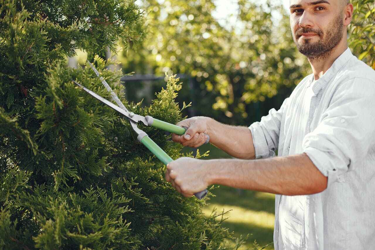 Large Tree Removal in Eastland, TX